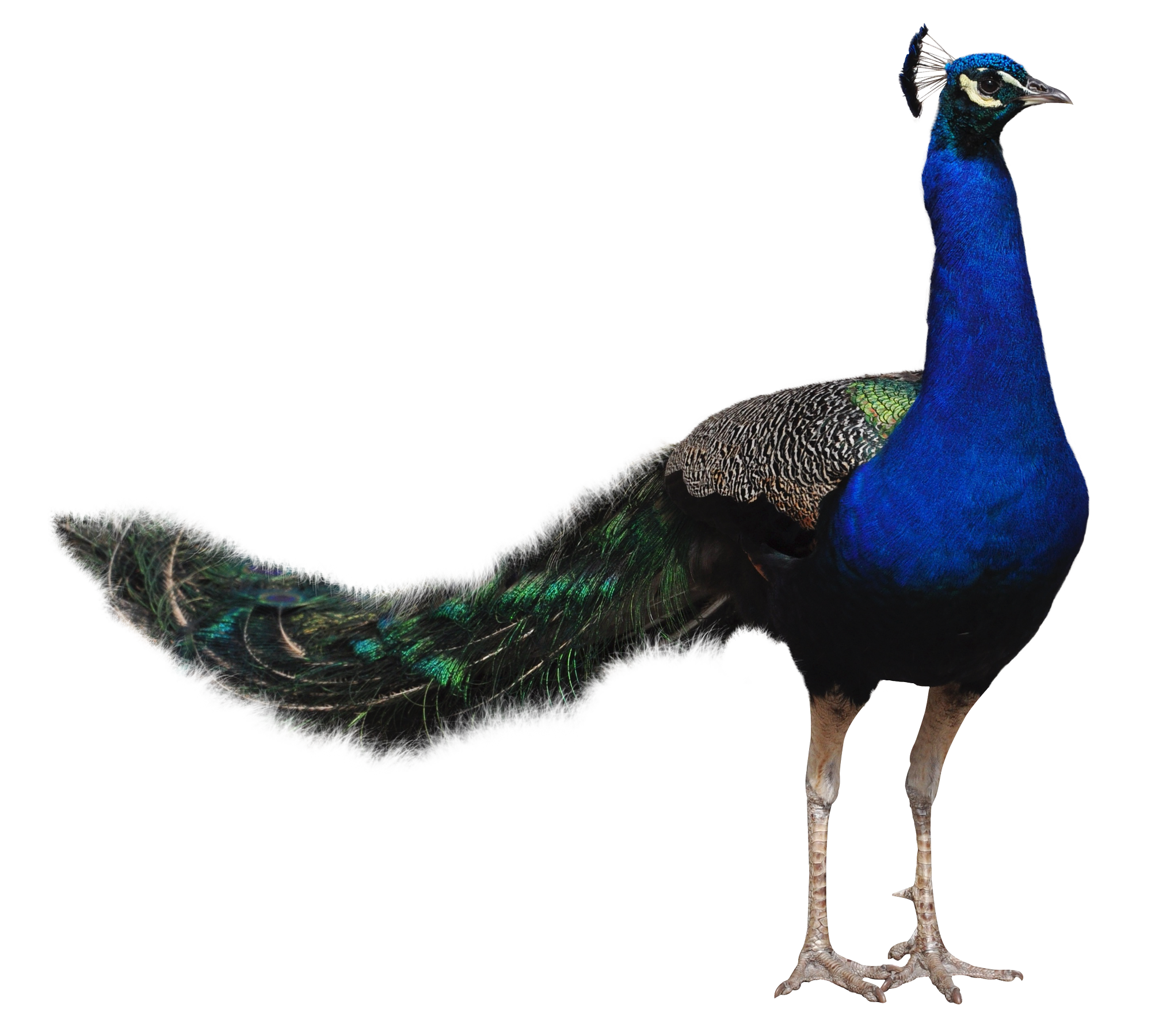Peacock Transparent PNG Image
