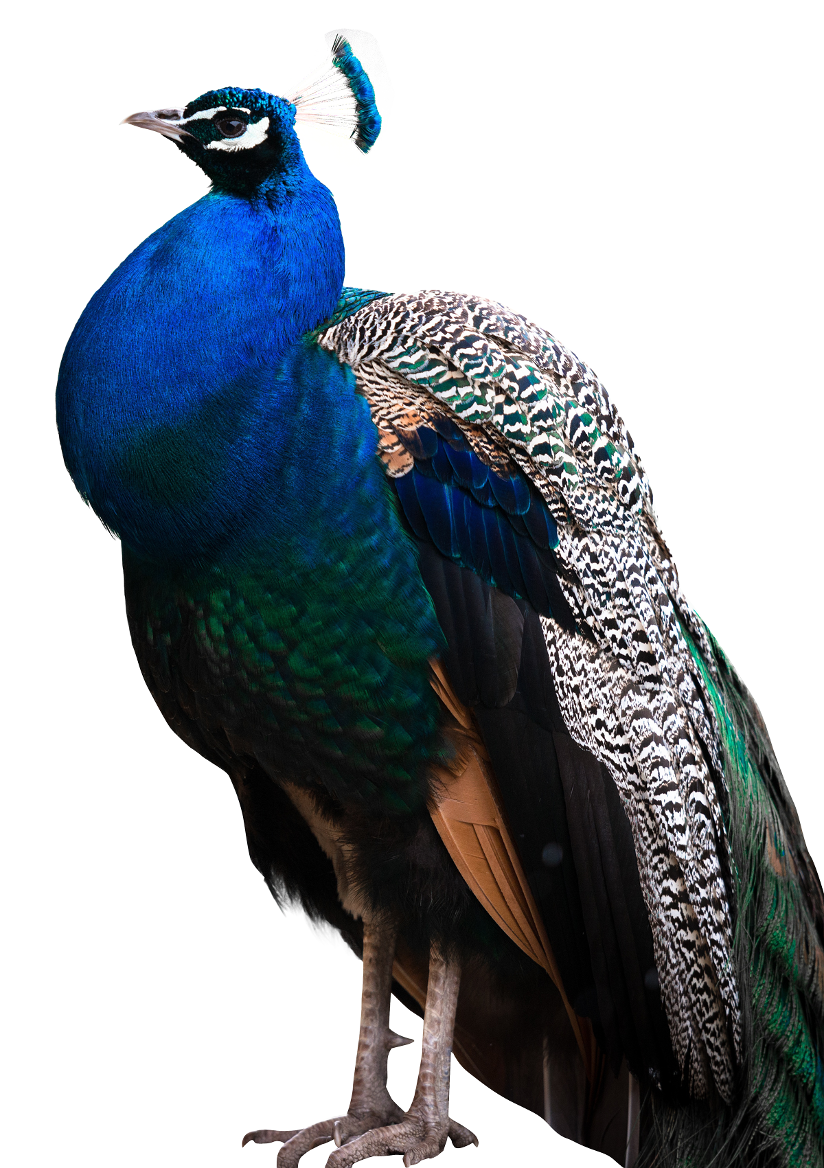 Peacock Transparent PNG Image