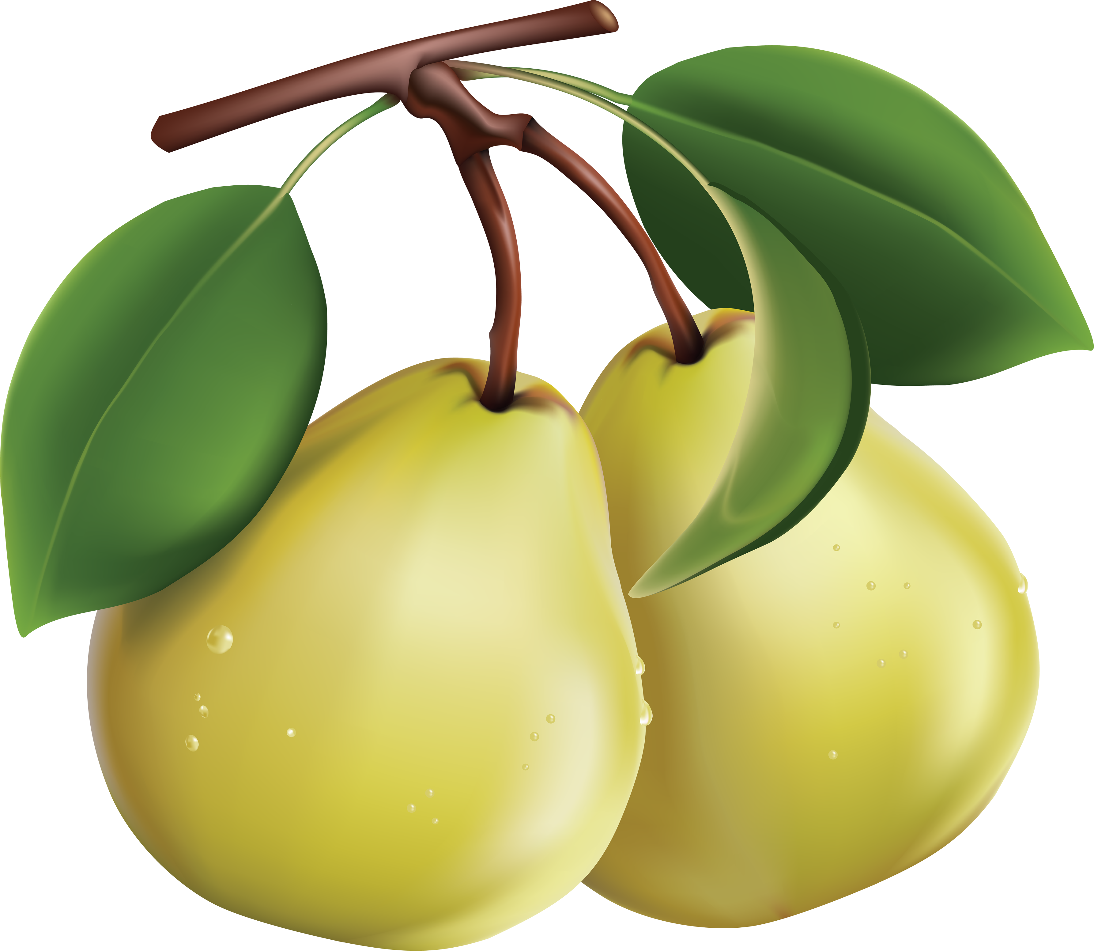 Fresh Green Pears Free Download Image PNG Image