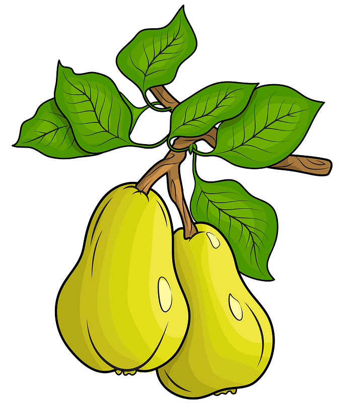 Vector Green Pears PNG Image High Quality PNG Image