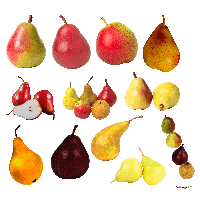 Pears Clipart Png Image PNG Image
