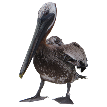 Pelican Png File PNG Image