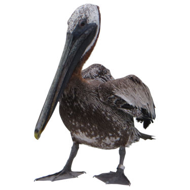 Pelican Png File Transparent PNG Image