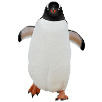 Penguin Png Image PNG Image