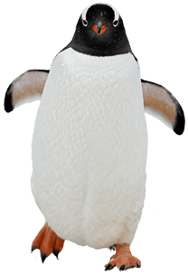 Penguin Png Image PNG Image