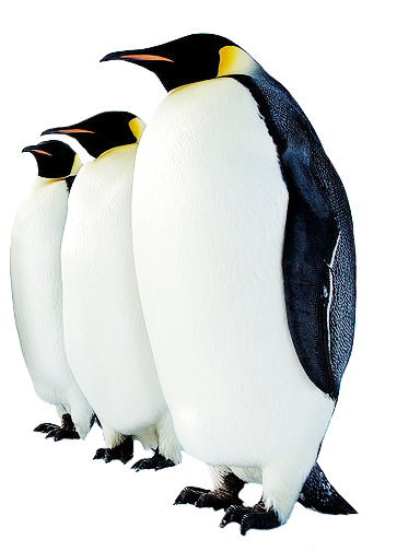 Penguin High-Quality Png PNG Image