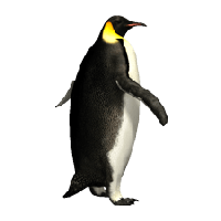 Imperator Penguin Png Image PNG Image