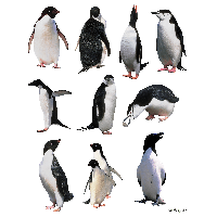 Penguins Png Image PNG Image