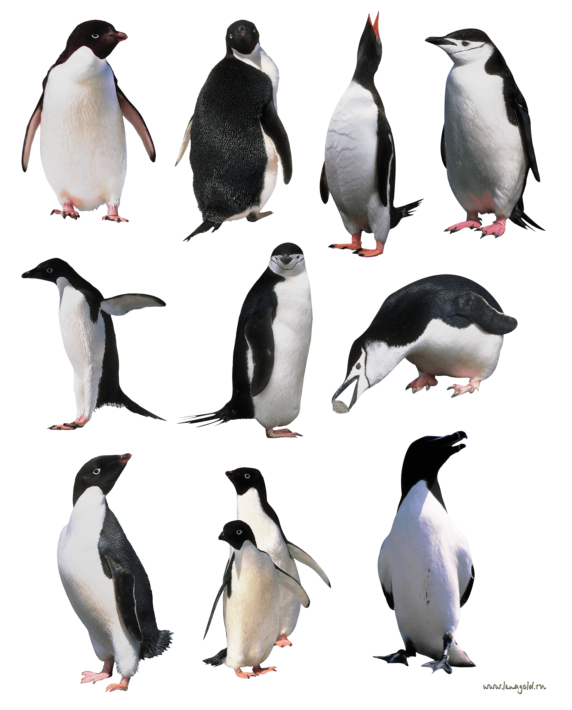 Penguins Png Image PNG Image