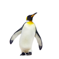 Penguin Free Download Png PNG Image