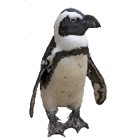 Penguin Png Image