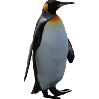 Penguin Png Pic PNG Image