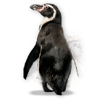 Penguin Png Image PNG Image