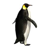 Imperator penguin PNG