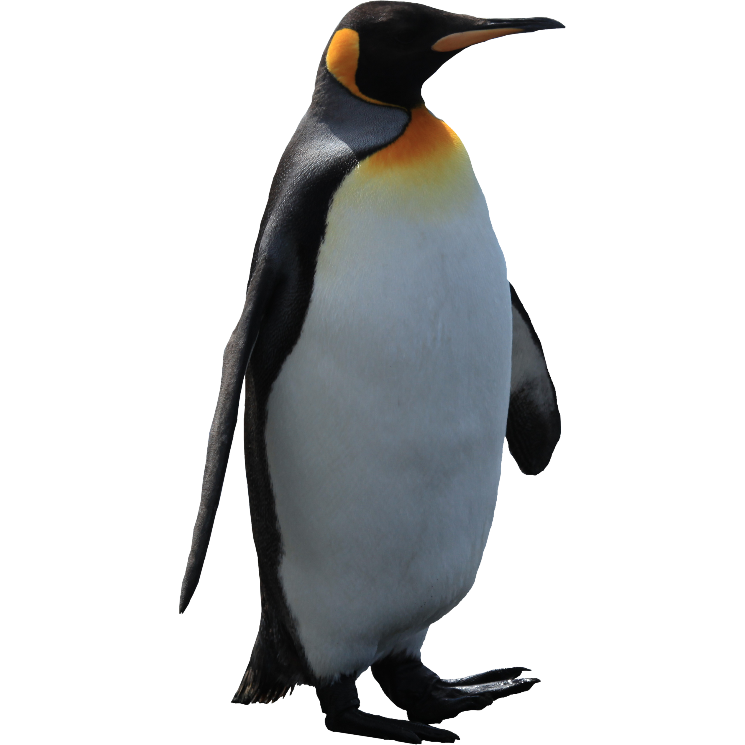 Imperator penguin Transparent PNG Image