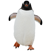 Penguin PNG