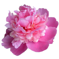 Download Peony Free PNG photo images and clipart | FreePNGImg