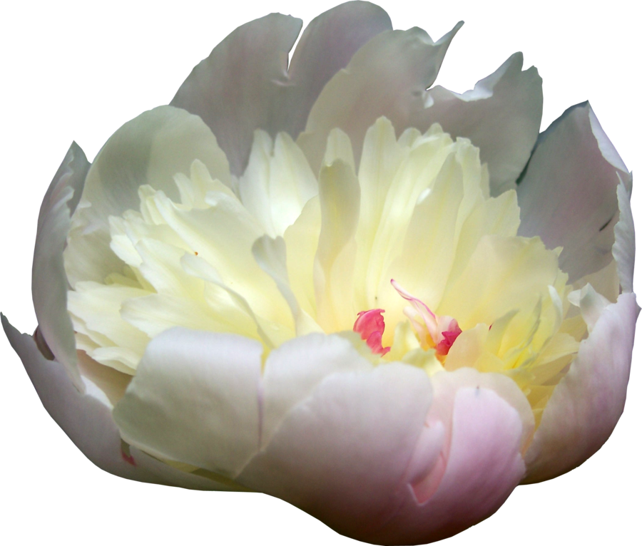 Peonies Picture PNG Image