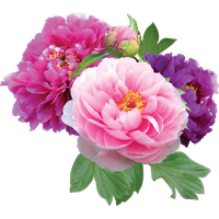 Peonies File PNG