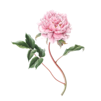 Peony File PNG
