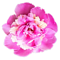 Download Peony Free PNG photo images and clipart | FreePNGimg