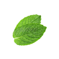 Pepermint
