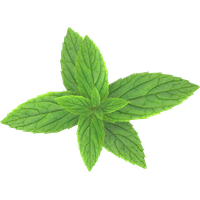 Pepermint Transparent PNG Image
