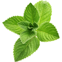 Pepermint