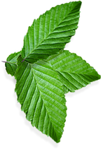 Pepermint Transparent PNG Image