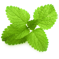 Pepermint Transparent PNG Image