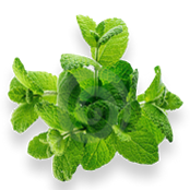 Pepermint Transparent PNG Image