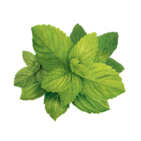 Pepermint PNG