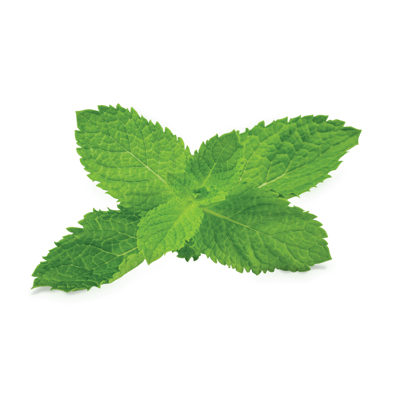 Pepermint Transparent PNG Image