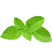 Pepermint PNG