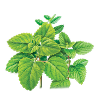 Pepermint PNG