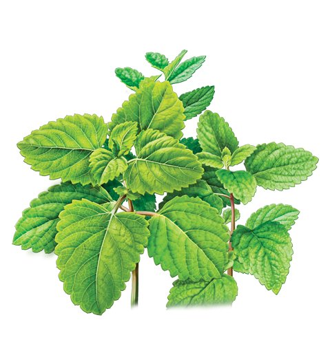 Pepermint Transparent PNG Image