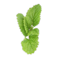 Pepermint Transparent PNG Image