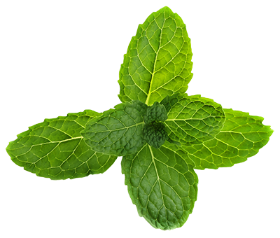 Pepermint Transparent PNG Image