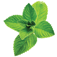 Pepermint PNG