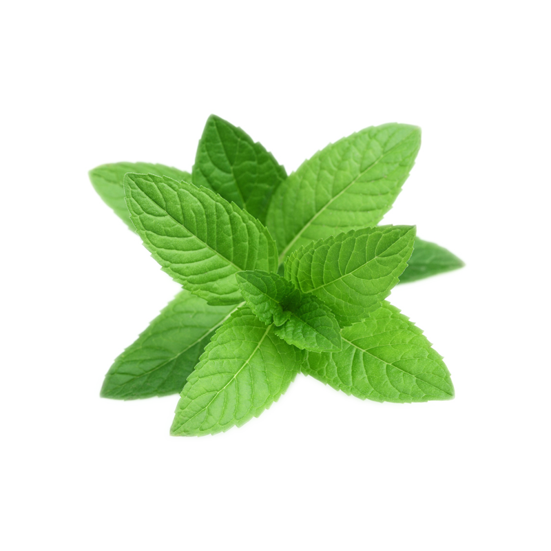 Pepermint Transparent PNG Image