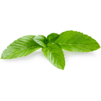 Pepermint Transparent PNG Image