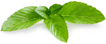 Pepermint Transparent PNG Image