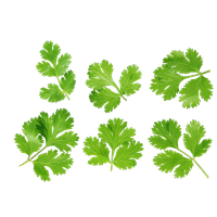 Coriander Photography Royalty-Free Leaves Stock Free Download PNG HD Transparent PNG Image