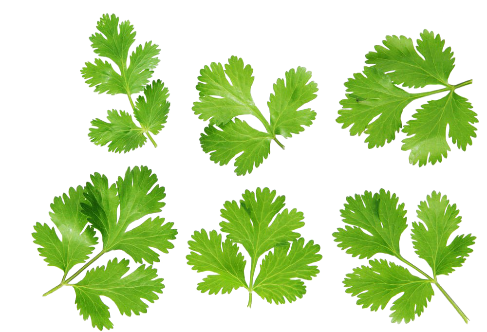 Coriander Photography Royalty-Free Leaves Stock Free Download PNG HD PNG Image