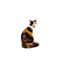 Short Fur Haired Domestic Dog Cat Kitten PNG