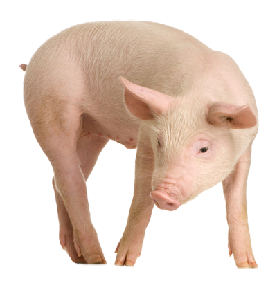 Pig Picture PNG Image