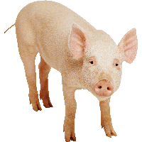 Pig Png Image PNG Image