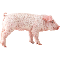 Pig Png Image PNG Image