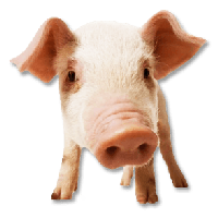 Pig Png Image PNG Image