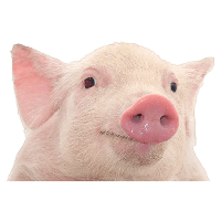 Pig Png Image PNG Image